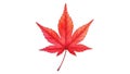 Red maple leaf isolated on white background Royalty Free Stock Photo