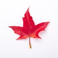 Red maple leaf isolated white background Royalty Free Stock Photo