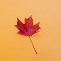 Red maple leaf isolated on yellow background. Royalty Free Stock Photo