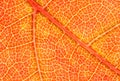 Red Maple Leaf Macro