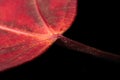 Red maple leaf macro isolated on a black background Royalty Free Stock Photo
