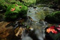 Red maple leaf and moss Royalty Free Stock Photo