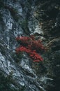 Red maple leaf between mountains