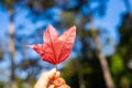 Red maple leaf on Phu Kradueng Mountain Royalty Free Stock Photo