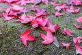 Red Maple leaf at Phukradung National Park,Thailand Royalty Free Stock Photo
