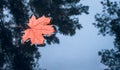 Red maple leaf in puddle of water. Autumn background Royalty Free Stock Photo
