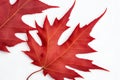 Red maple leaf. Red maple leaf isolated on white background. Royalty Free Stock Photo