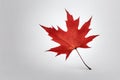 Red maple leaf. Red maple leaf isolated on white background. Royalty Free Stock Photo