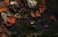 Red maple leaf on the rock under the lake Royalty Free Stock Photo