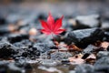 a red maple leaf sits on top of rocks