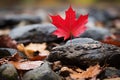 a red maple leaf sits on top of rocks