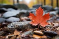 a red maple leaf sits on top of rocks and leaves