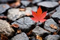 a red maple leaf sits on top of some rocks