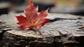 a red maple leaf sitting on top of a stump