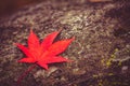 Red maple leaf on stone background Royalty Free Stock Photo