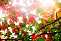 Red maple leaf and sunlight at Phu Kradueng National Park ,Thailand Royalty Free Stock Photo
