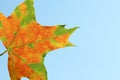 Red maple leaf texture on blue sky background Royalty Free Stock Photo