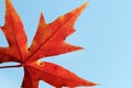 Red maple leaf texture on blue sky background Royalty Free Stock Photo