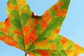 Red maple leaf texture on blue sky background Royalty Free Stock Photo