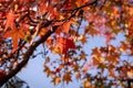 Red maple leaf on a tree, orange blue sky fall autumn background, november colors Royalty Free Stock Photo