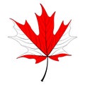 Red maple leaf