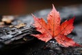 a red maple leaf with water droplets on it Royalty Free Stock Photo