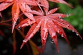 a red maple leaf with water droplets on it Royalty Free Stock Photo