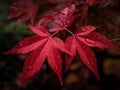 Red maple leaf with water drops close-up. Autumn background. Made with Generative AI Royalty Free Stock Photo