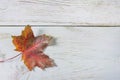 Red maple leaf on white paint wooden background Royalty Free Stock Photo