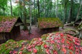 Red maple leaf wit Political and Military School at Phu hin Rong Kla National Park, Thailand. Royalty Free Stock Photo