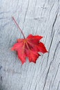 Red maple leaf