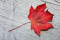 Red maple leaf