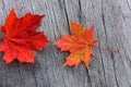 Red maple leaf