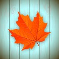 Red maple leaf Royalty Free Stock Photo