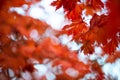 Red maple leafs Royalty Free Stock Photo
