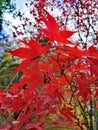 Red Maple leafs @ Blue Mountains, Sydney Australia Royalty Free Stock Photo