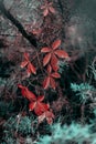 Red Maple leafs with green Royalty Free Stock Photo