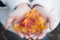 Red Maple Leafs Held by a Young Lady Royalty Free Stock Photo