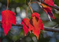 Red Maple Leafs in Seminole, Florida Royalty Free Stock Photo