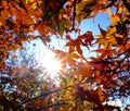 Red Maple leafs under sunshine. Royalty Free Stock Photo