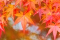 Red maple leave Royalty Free Stock Photo