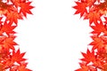 Red maple leave of Colorful autumn with space for text or symbol. Royalty Free Stock Photo