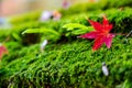 Red maple leave on green moss, soft blur focus one autumn leave close up on roof covered green moist . Royalty Free Stock Photo