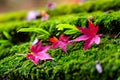 Red maple leave on green moss, soft blur focus one autumn leave close up on roof covered green moist . Royalty Free Stock Photo