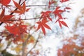 The red maple leave in Japan Royalty Free Stock Photo