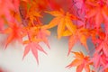 Red maple leave Royalty Free Stock Photo