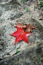 Red maple leaves