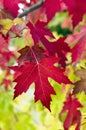 Red Maple Leaves Royalty Free Stock Photo