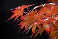 Red maple leaves Royalty Free Stock Photo