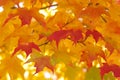 Red maple leaves Royalty Free Stock Photo